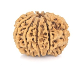 Natural Nepali 9 Mukhi Rudraksha