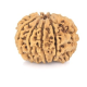 Natural Nepali 9 Mukhi Rudraksha
