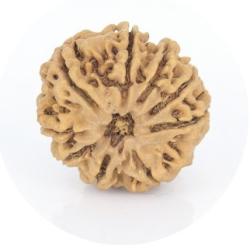 Natural Nepali 9 Mukhi Rudraksha