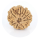 Natural Nepali 9 Mukhi Rudraksha