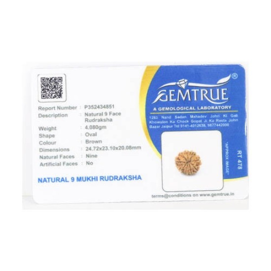 Natural Nepali 9 Mukhi Rudraksha