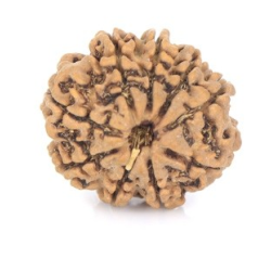 Natural Nepali 9 Mukhi Rudraksha 