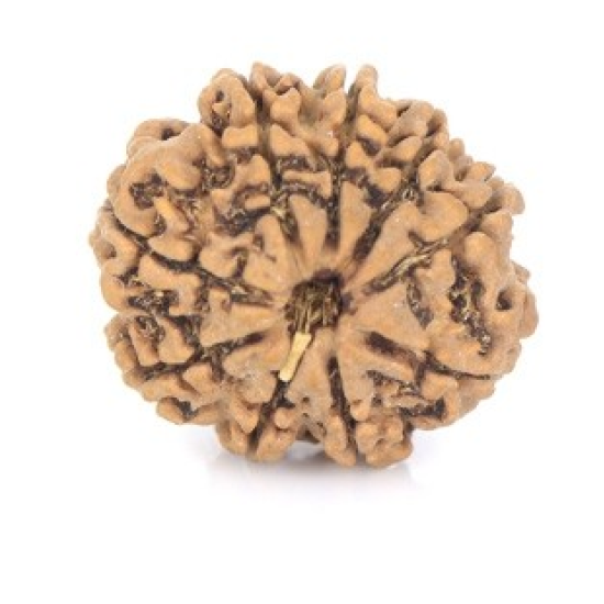Natural Nepali 9 Mukhi Rudraksha 