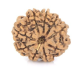 Natural Nepali 9 Mukhi Rudraksha 