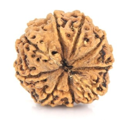 Natural Nepali 9 Mukhi Rudraksha 