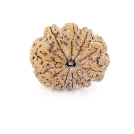 Natural Nepali 10 Mukhi Rudraksha