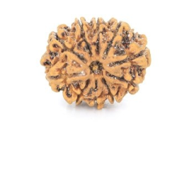Natural Nepali 10 Mukhi Rudraksha