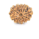 Natural Nepali 10 Mukhi Rudraksha