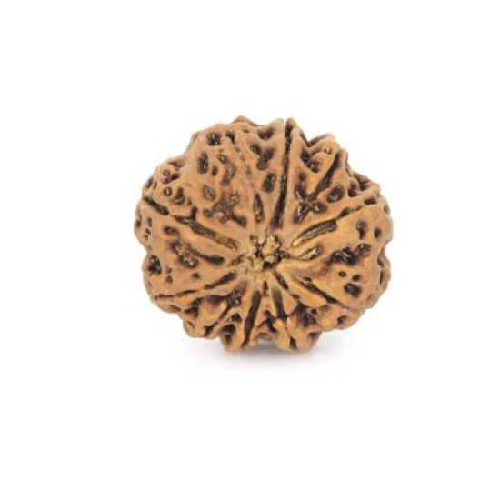 Natural Nepali 10 Mukhi Rudraksha