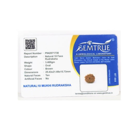 Natural Nepali 10 Mukhi Rudraksha