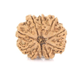 Natural Nepali 10 Mukhi Rudraksha 