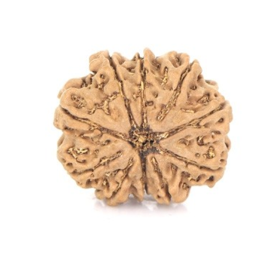 Natural Nepali 10 Mukhi Rudraksha 