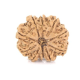 Natural Nepali 10 Mukhi Rudraksha 