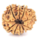 Natural Nepali 10 Mukhi Rudraksha
