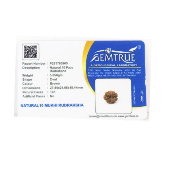 Natural Nepali 10 Mukhi Rudraksha