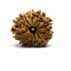 Natural Nepali 11 Mukhi Rudraksha
