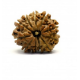 Natural Nepali 11 Mukhi Rudraksha