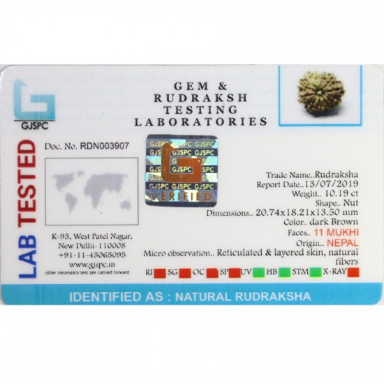 Natural Nepali 11 Mukhi Rudraksha