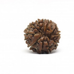 Natural Nepali 11 Mukhi Rudraksha