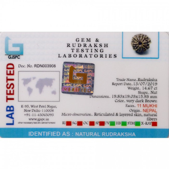 Natural Nepali 11 Mukhi Rudraksha