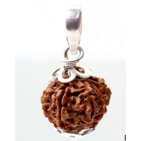 Natural Nepali 11 Mukhi Rudraksha
