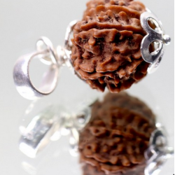 Natural Nepali 11 Mukhi Rudraksha