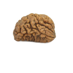 Natural 1 Mukhi Rudraksha