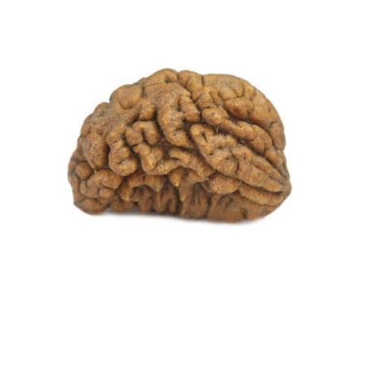 Natural 1 Mukhi Rudraksha