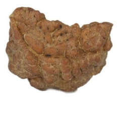 Natural 1 Mukhi Rudraksha