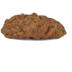 Natural 1 Mukhi Rudraksha