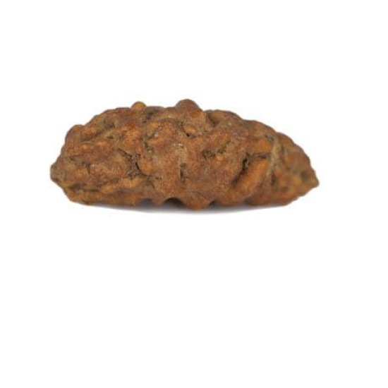 Natural 1 Mukhi Rudraksha