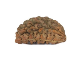 Natural 1 Mukhi Rudraksha