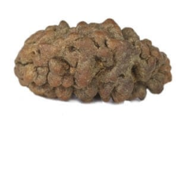Natural 1 Mukhi Rudraksha