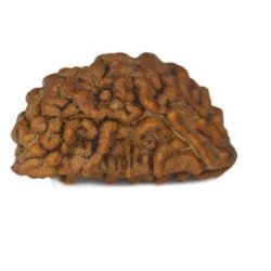 Natural 1 Mukhi Rudraksha