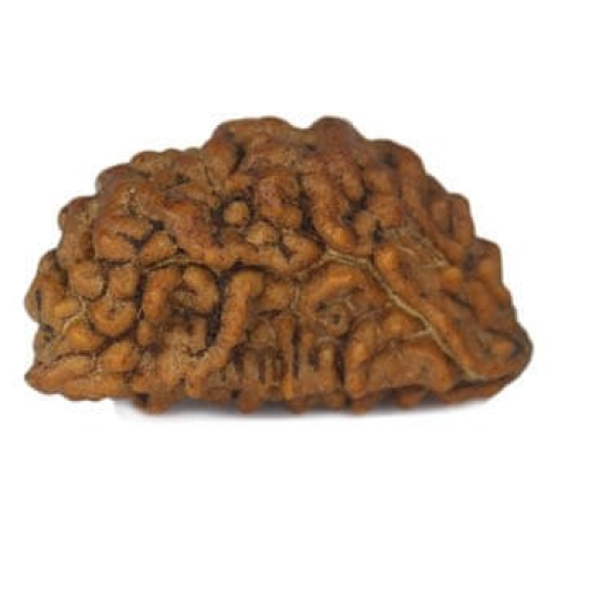 Natural 1 Mukhi Rudraksha