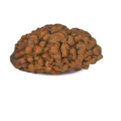 Natural 1 Mukhi Rudraksha