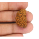 Natural 1 Mukhi Rudraksha