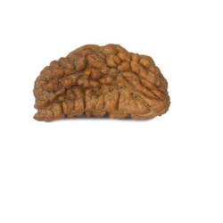 Natural 1 Mukhi Rudraksha