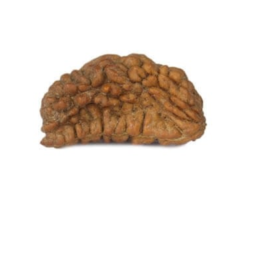 Natural 1 Mukhi Rudraksha