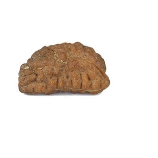 Natural 1 Mukhi Rudraksha
