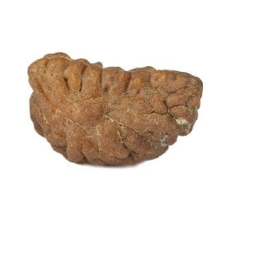 Natural 1 Mukhi Rudraksha