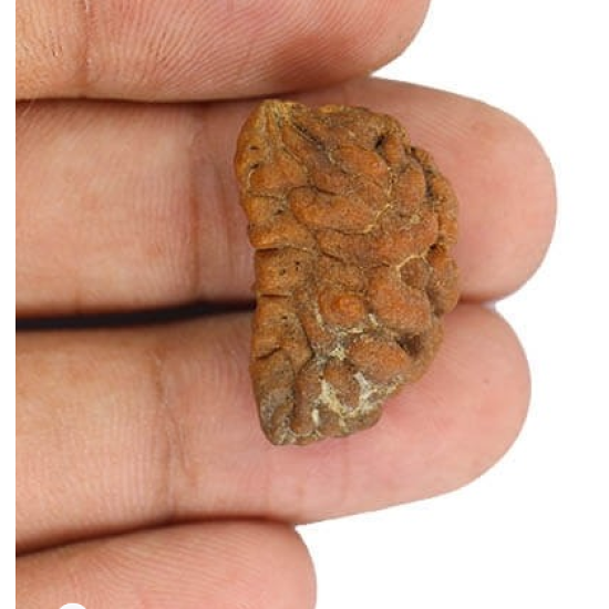 Natural 1 Mukhi Rudraksha