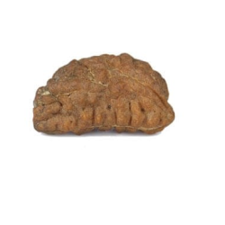 Natural 1 Mukhi Rudraksha