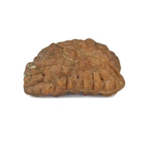 Natural 1 Mukhi Rudraksha