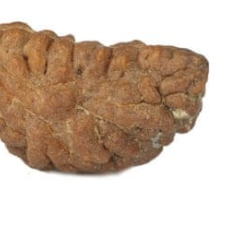 Natural 1 Mukhi Rudraksha