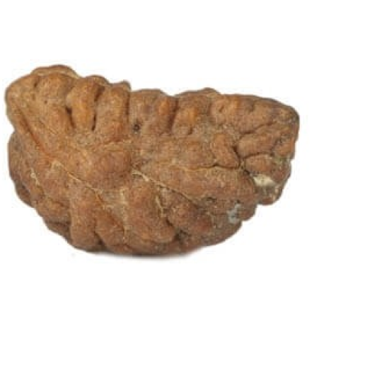 Natural 1 Mukhi Rudraksha