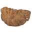 Natural 1 Mukhi Rudraksha