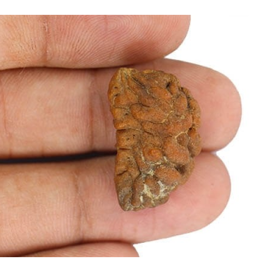 Natural 1 Mukhi Rudraksha