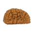 Natural 1 Mukhi Rudraksha