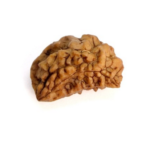 Natural 1 Mukhi Rudraksha